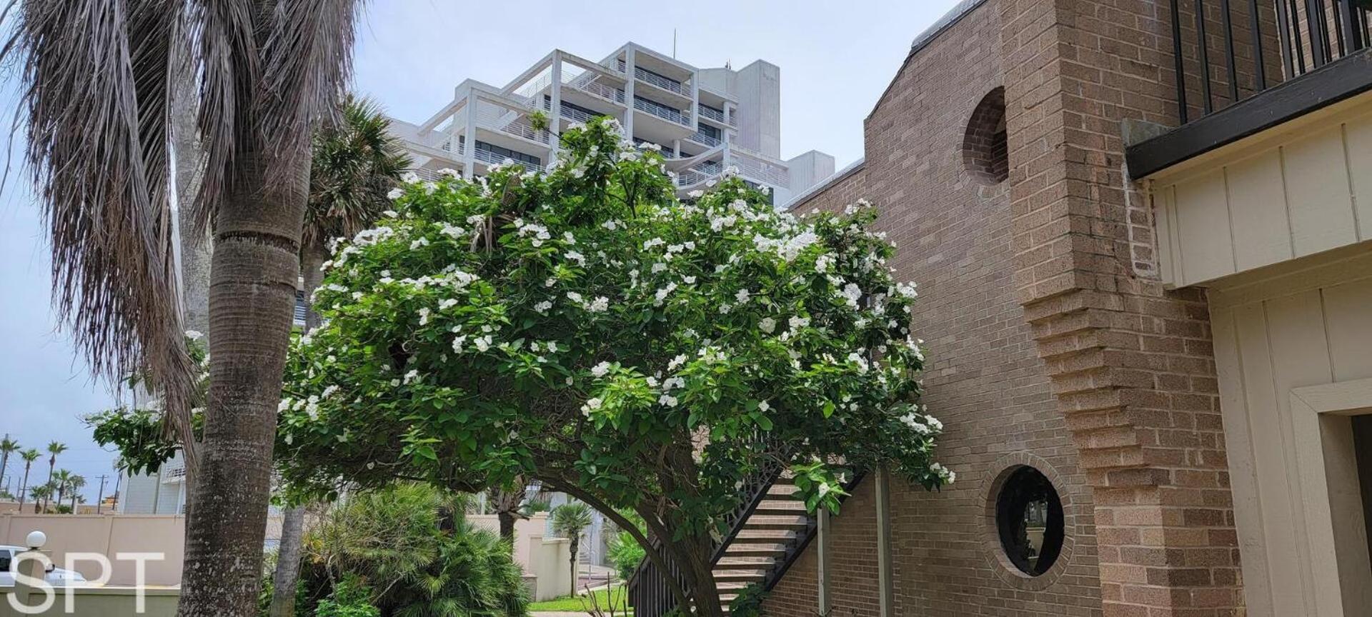 2-level Beachfront Luxury - Sunchase Iv - 326 *