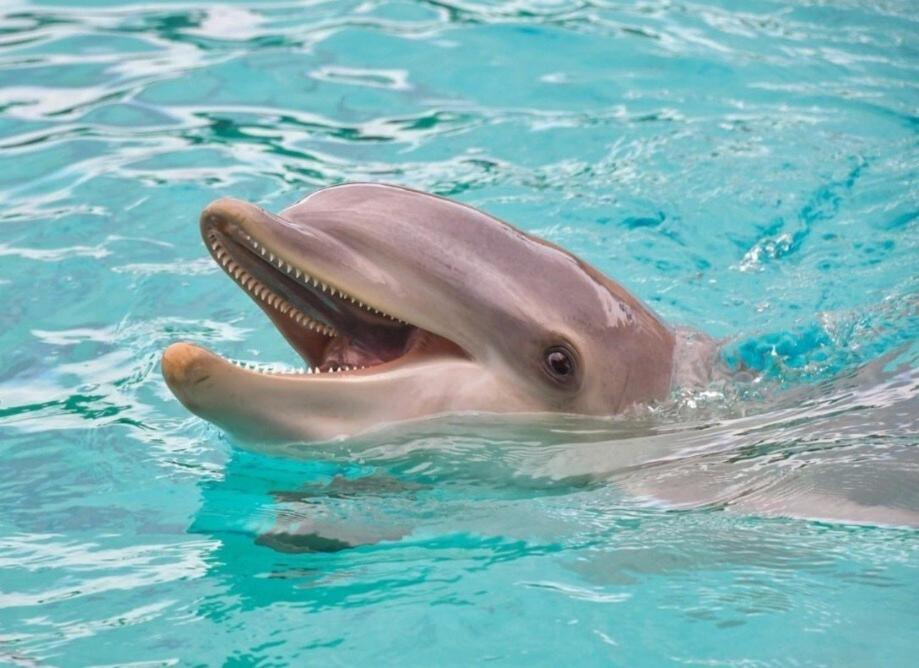 Apartment Dolphin Jump Steps To The